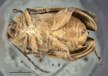 Media type: image; Entomology 29047   Aspect: habitus ventral view
